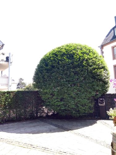 IMG_20240730_144859561_HDR